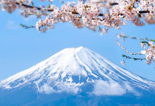 Snow-covered Mount Fuji framed by blooming pink cherry blossom branches under a clear sky at Grandmama Store in Hong Kong.