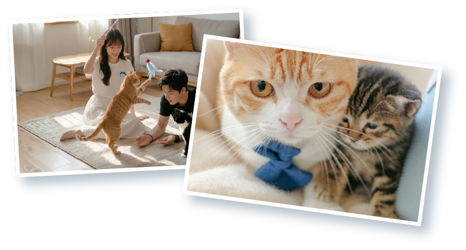 cute-cats-and-couple-playing-photo-cards-display-Lazy-Cat-Tee-Hong-Kong-Kwun-Tong-Grandmama-store
