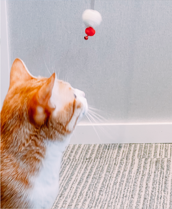 ginger-cat-looking-up-at-hanging-teaser-ball-Fuji-Meow-Mount-Fuji-Cat-Teaser-Kwun-Tong-Grandmama-store