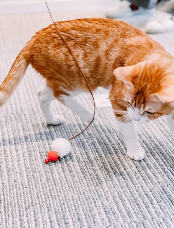 ginger-cat-playing-with-wand-ball-on-carpet-Fuji-Meow-Mount-Fuji-Cat-Teaser-Hong-Kong-Kwun-Tong-Grandmama-store