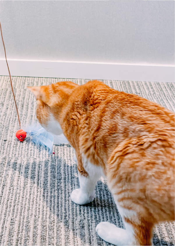 ginger-cat-pouncing-on-feather-wand-toy-Fuji-Meow-Mount-Fuji-Cat-Teaser-Hong-Kong-Kwun-Tong-Grandmama-store