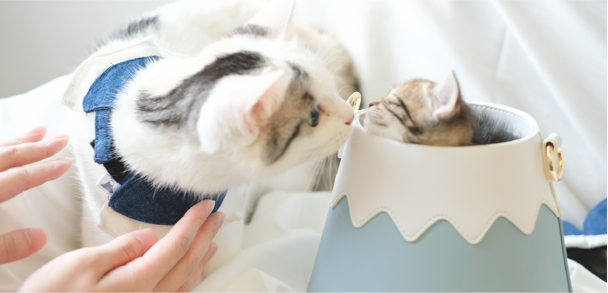 white-cat-wearing-blue-bowtie-collar-nosing-kitten-in-mt-fuji-bag-Fuji-Meow-Cool-Bowtie-Hong-Kong-Kwun-Tong-Grandmama-store